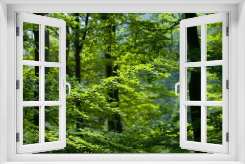 Fototapeta Naklejka Na Ścianę Okno 3D - Sunlight in the Green Beech Forest