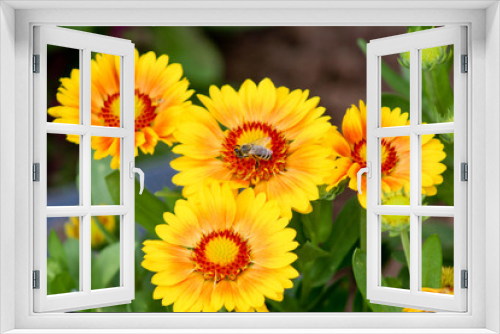 Fototapeta Naklejka Na Ścianę Okno 3D - Biene bei der Arbeit auf Sommerblume