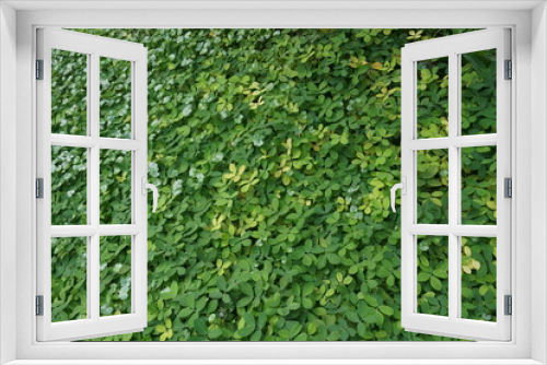Fototapeta Naklejka Na Ścianę Okno 3D - Green Background Leaf  Texture Nature