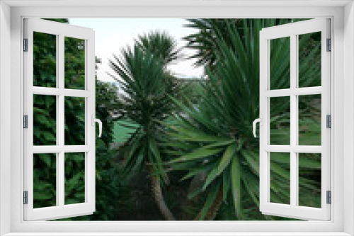 Fototapeta Naklejka Na Ścianę Okno 3D - plantations of large, gusty Yuk-palms in the park on the blue sky background