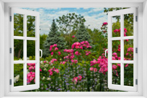 Fototapeta Naklejka Na Ścianę Okno 3D - high stems of chicory on the background of tea rose bushes