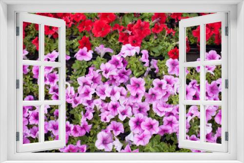Fototapeta Naklejka Na Ścianę Okno 3D - Purple petunia flowers in the garden in Spring time