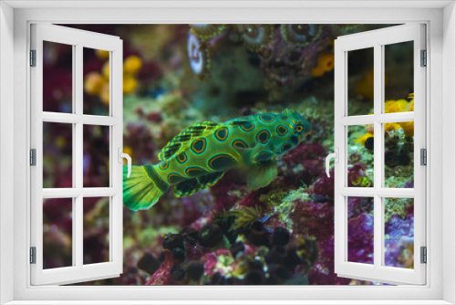 Fototapeta Naklejka Na Ścianę Okno 3D - Colorful green marine salt water fish in aquarium