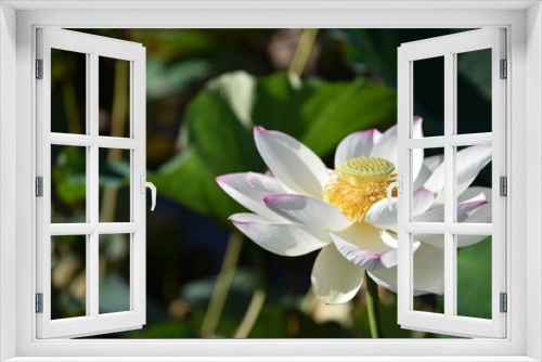 Fototapeta Naklejka Na Ścianę Okno 3D - 夏の日のハスの花が咲く時期