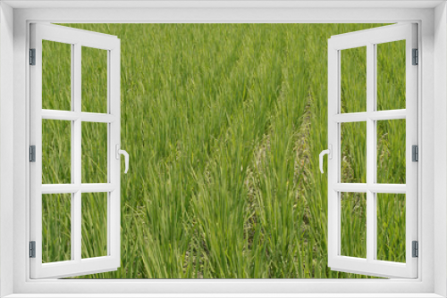Fototapeta Naklejka Na Ścianę Okno 3D - Fresh Paddy rice field in Taiwan, Yilan