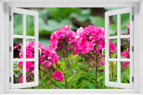 Fototapeta Naklejka Na Ścianę Okno 3D - Beautiful flowers - pink phlox flowers in the garden.