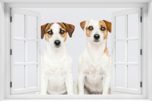 Fototapeta Naklejka Na Ścianę Okno 3D - Two dogs at studio