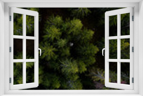Fototapeta Naklejka Na Ścianę Okno 3D - Forest with green trees from above