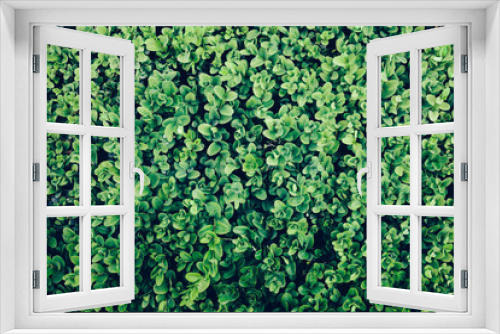 Fototapeta Naklejka Na Ścianę Okno 3D - Green leaves of an ivy in a close-up.