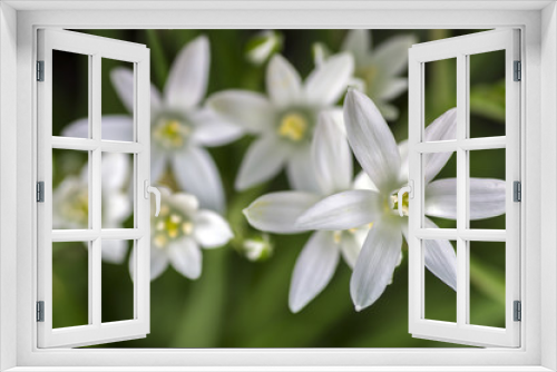 Fototapeta Naklejka Na Ścianę Okno 3D - Ornithogalum umbellatum grass lily in bloom, small ornamental and wild white flowering springtime plant