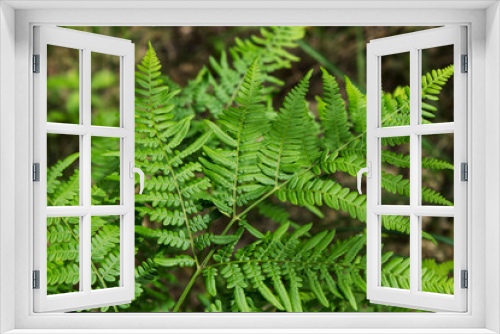 Fototapeta Naklejka Na Ścianę Okno 3D - Leaves of the fern. The leaves of the green fern in the forest. Natural background.