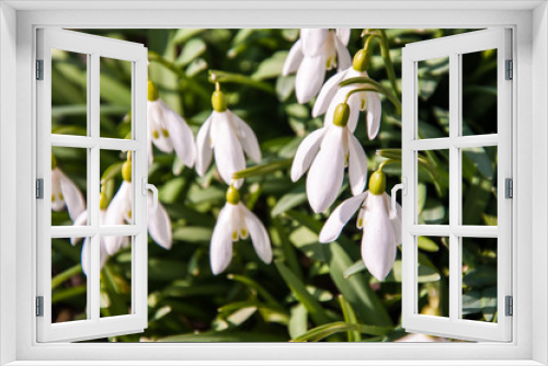 Fototapeta Naklejka Na Ścianę Okno 3D - Spring flowers