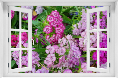 Fototapeta Naklejka Na Ścianę Okno 3D - carnations multi-colored background red pink white close-up