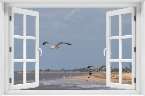 Fototapeta Naklejka Na Ścianę Okno 3D - A man walking away along the seashore and seagulls flying near the shore