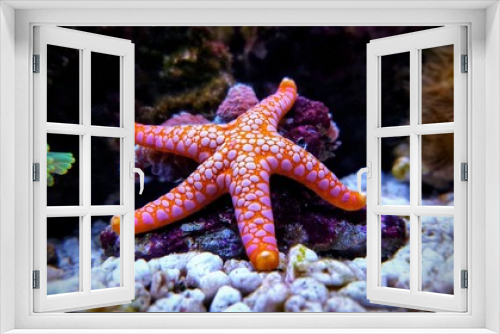 Fototapeta Naklejka Na Ścianę Okno 3D - Fromia seastar in coral reef aquarium tank is one of the most amazing living decorations 