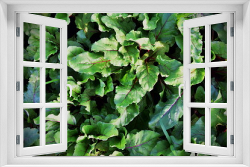 Fototapeta Naklejka Na Ścianę Okno 3D - Beet leaves growing in the garden. View from above. Background on the topic of gardening and nutrition