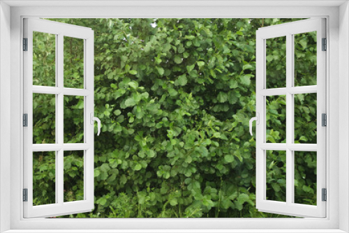 Fototapeta Naklejka Na Ścianę Okno 3D - greenery