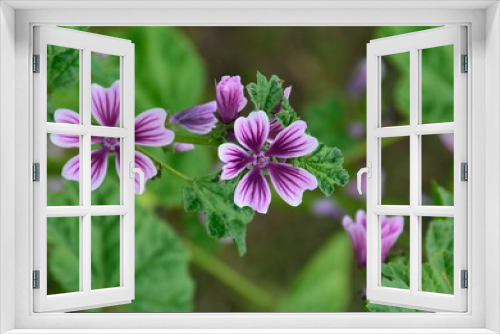 Fototapeta Naklejka Na Ścianę Okno 3D - 赤紫色のタチアオイの花
