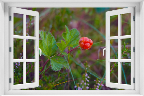 Fototapeta Naklejka Na Ścianę Okno 3D - swamp landscape with ripe cloudberry ,cloudberries is a small flock is quite common in the bog.