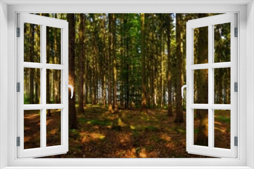 Fototapeta Naklejka Na Ścianę Okno 3D - view in the forest panorama with trees