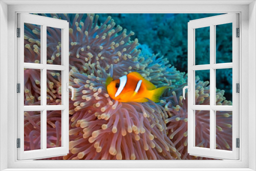 Fototapeta Naklejka Na Ścianę Okno 3D - Clownfish