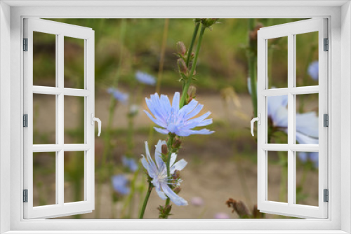 Fototapeta Naklejka Na Ścianę Okno 3D - Close up chicory flowers
