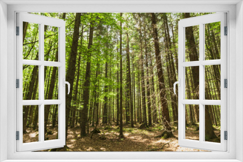 Fototapeta Naklejka Na Ścianę Okno 3D - Beautiful green forest of fresh green deciduous trees.