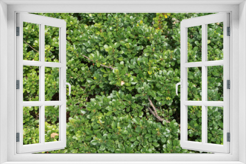 Fototapeta Naklejka Na Ścianę Okno 3D - Green natural texture. Background