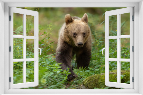 Fototapeta Naklejka Na Ścianę Okno 3D - European brown bear in the Carpathian mountains
