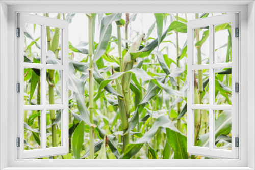 Fototapeta Naklejka Na Ścianę Okno 3D - Corn Field in the Himalayas Mountain