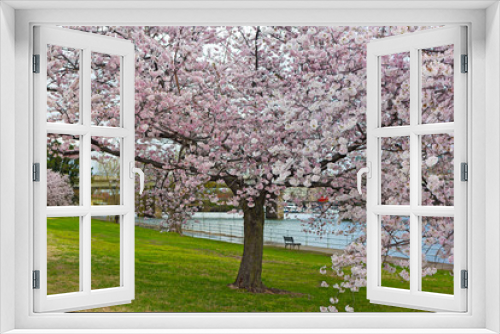 Fototapeta Naklejka Na Ścianę Okno 3D - Blossoming cherry tree along the Potomac River in East Potomac Park. Bench under the tree facing the river in Washington DC, USA.