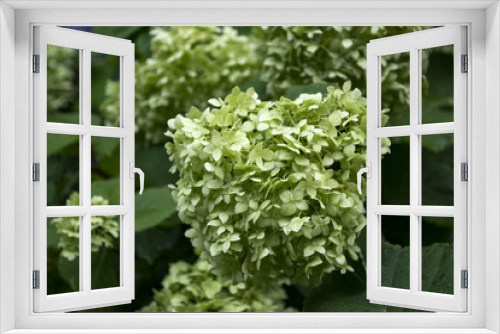 Fototapeta Naklejka Na Ścianę Okno 3D - Green hydrangea blooming.	