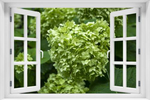 Fototapeta Naklejka Na Ścianę Okno 3D - Green hydrangea blooming.	