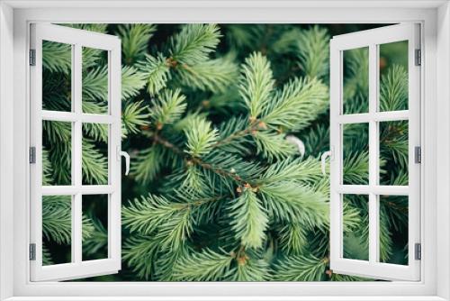 Fototapeta Naklejka Na Ścianę Okno 3D - Beautiful evergreen branch of Christmas tree close-up. Green background of needles little coniferous tree with copy space. Fragment of small fir is closely. Greenish natural spruce texture in macro.