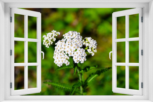 Fototapeta Naklejka Na Ścianę Okno 3D - White flower in a forest. Chamomile. Yarrow. Medicinal herb. White isolated flower. Blurred background. Forest