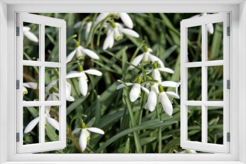 Fototapeta Naklejka Na Ścianę Okno 3D - white first spring flowers