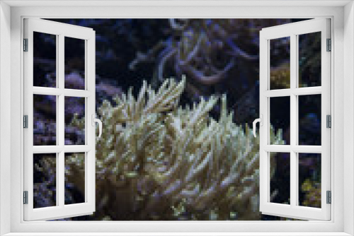 Fototapeta Naklejka Na Ścianę Okno 3D - Underwater Coral Reef
