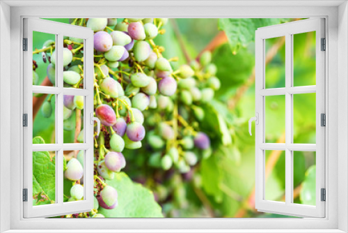 Fototapeta Naklejka Na Ścianę Okno 3D - Unripe grapes and vine leaves close up