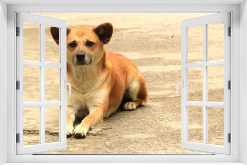 Fototapeta Naklejka Na Ścianę Okno 3D - DOGY