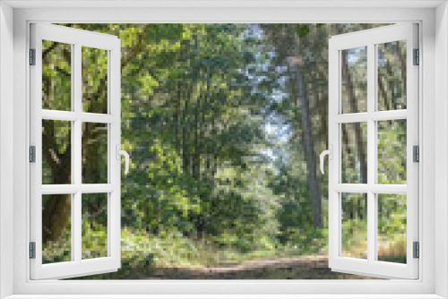 Fototapeta Naklejka Na Ścianę Okno 3D - woods