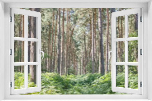 Fototapeta Naklejka Na Ścianę Okno 3D - woods
