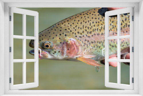 Fototapeta Naklejka Na Ścianę Okno 3D - Flyfishing Trout