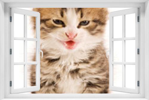 Fototapeta Naklejka Na Ścianę Okno 3D -  kitten on white background