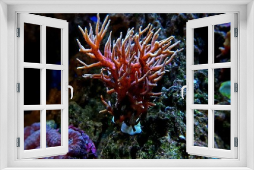 Fototapeta Naklejka Na Ścianę Okno 3D - Histrix SPS coral in saltwater reef aquarium tank