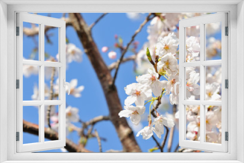 Fototapeta Naklejka Na Ścianę Okno 3D - 桜