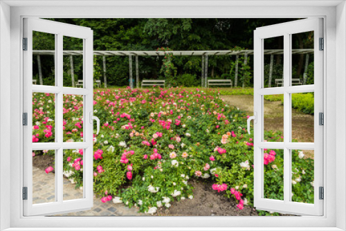 Fototapeta Naklejka Na Ścianę Okno 3D - Rose garden in the park 
