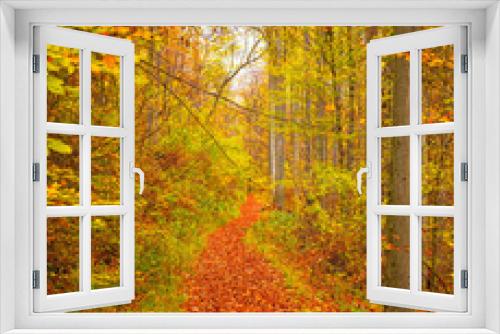Fototapeta Naklejka Na Ścianę Okno 3D - Road in the forest in autumn