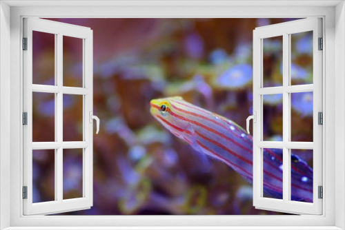 Fototapeta Naklejka Na Ścianę Okno 3D - 見上げる水槽の魚