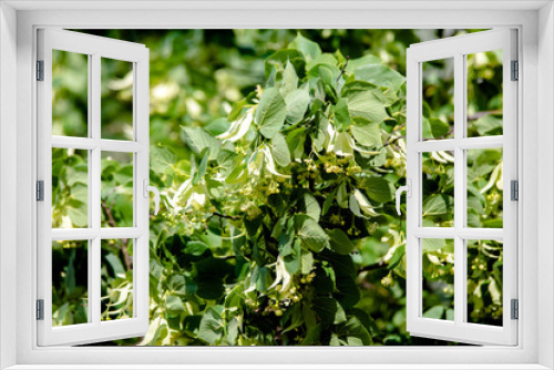 Fototapeta Naklejka Na Ścianę Okno 3D - Branch of Linden blossoms closeup 