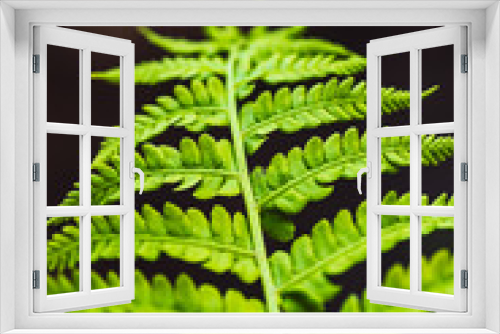 Fototapeta Naklejka Na Ścianę Okno 3D - Large green leaves of fern close-up. Detailed background of big foliage with copy space. Textured leaf of polypodiales.